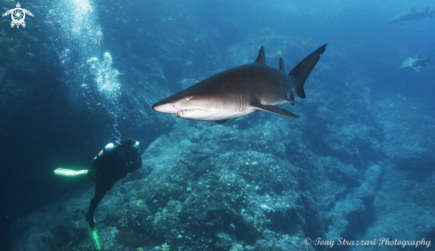 A Grey Nurse Shark (Sand Tiger, Ragged Tooth)