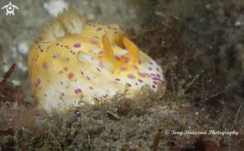 A Short-Tailed Ceratosoma