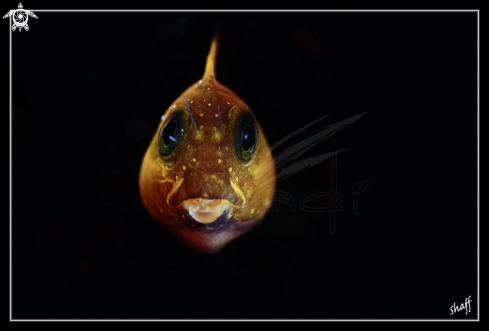 A Ecsenius midas | Midas Blenny