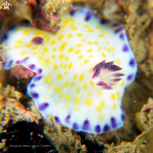 A Nudi