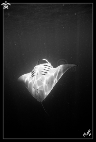 A Manta Ray