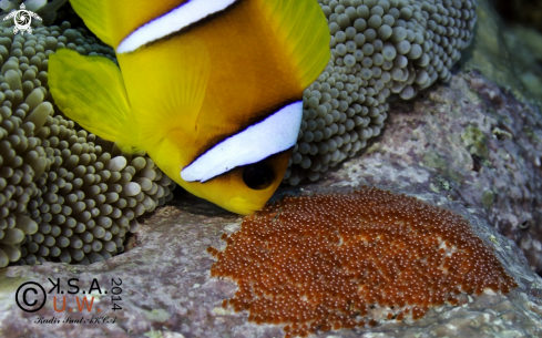 A Clown Fish and Anemons