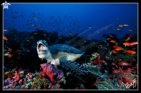 A Chelonia mydas | Green Turtle