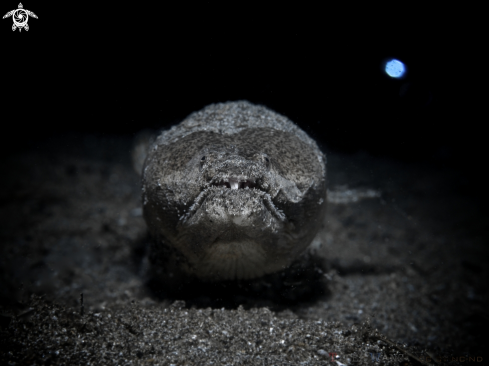 A Stargazer Snake Eel