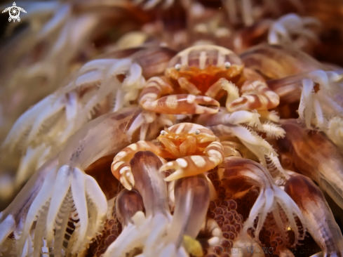 A Haig's Porcelain Crab