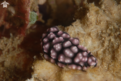 A Phyllidiopsis fissuratus | .