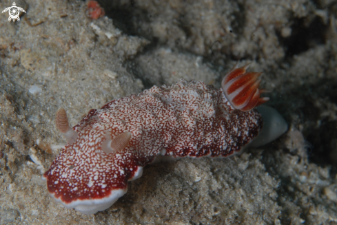 A Chromodoris reticulata | .