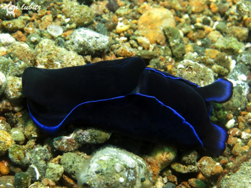A Philinopsis gardineri | sea slug