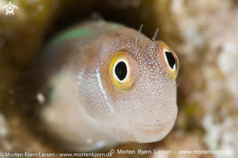 A Blenny