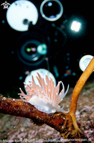 A Flabellina Nobilis