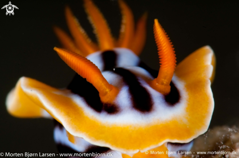 A Nudibranch