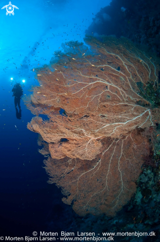 A Sea Fan