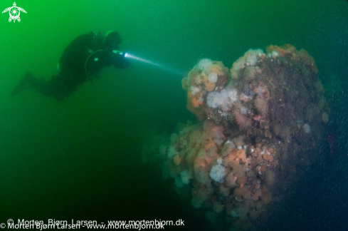 A The Anemone wreck