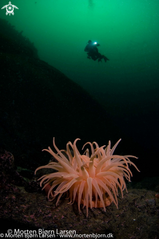 A Anemone