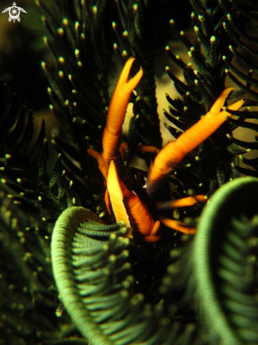 A Elegant Squat Lobster