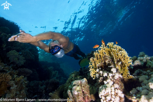 A Freediver