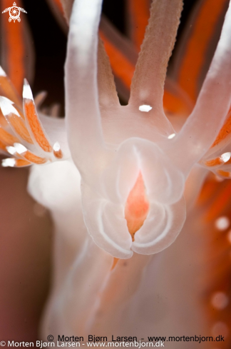 A A Flabellina eating the terminal bud of a hydroid
