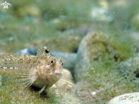 A Blennius gattorugine