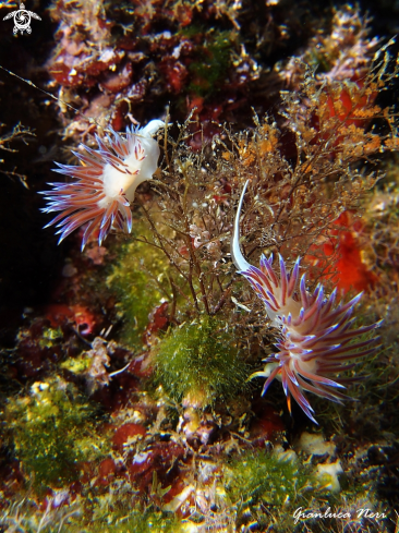 A Cratena peregrina | Cratena peregrina