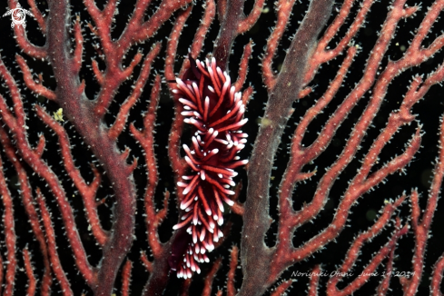 A nudi