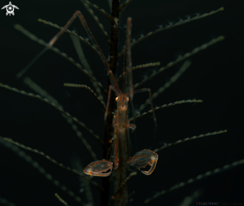 A Skeleton Shrimp