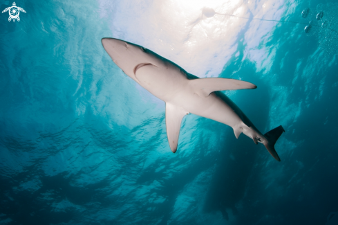 A blue shark