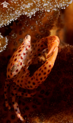 A Coral Crab