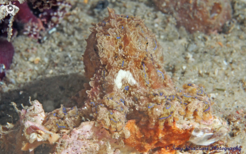 A Blue-lined octopus