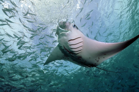 A Manta Ray