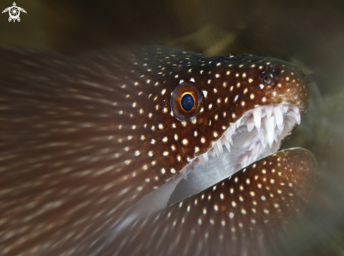 A moray