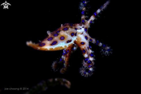 A Blue ring octopus