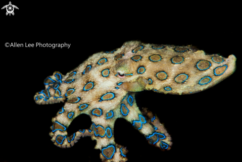 A Blue-ringed Octopus