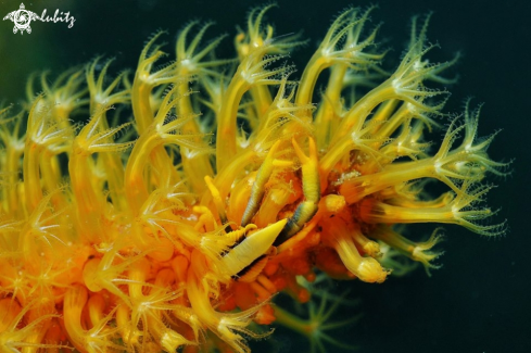 A Crinoid Squat Lobster