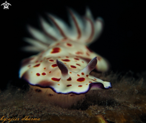 A hypselodoris 