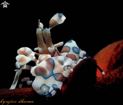 A harlequin shrimp 