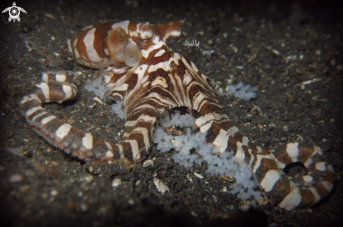 A Wunderpus photogenicus | Wonderpuss