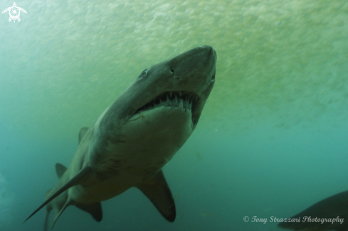 A Grey Nurse Shark (Sand Tiger, Ragged Tooth)