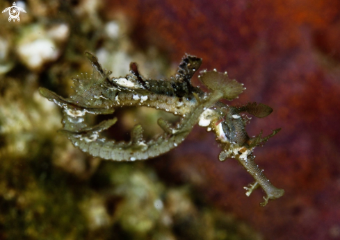 A Whiskered Pipefish