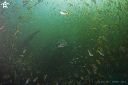 A Grey Nurse Shark (Sand Tiger, Ragged Tooth)