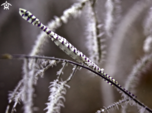 A Tozeuma armatum | Banded Tozeuma Shrimp