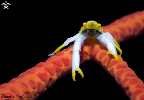 A Squat lobster