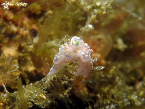 A Ceratosoma sinuatum | nudibranch