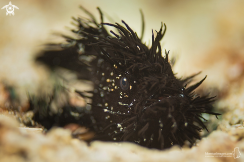 A Antennarius striates | Hairy Frogfish