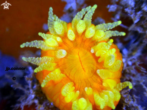 A Corail Jaune Solitaire