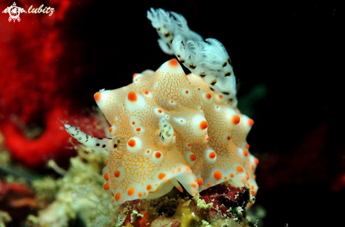 A Halgerda batangas | nudibranch