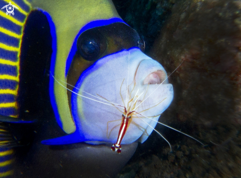 A emperor angelfish and cleaner shrimp