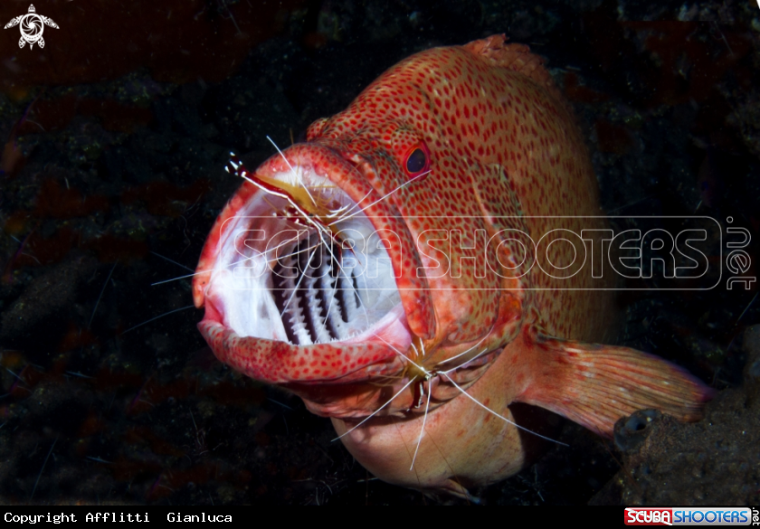 A grouper and cleaner shrimp