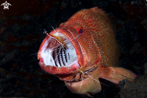 A grouper and cleaner shrimp