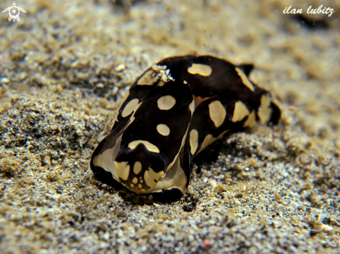 A sea slug