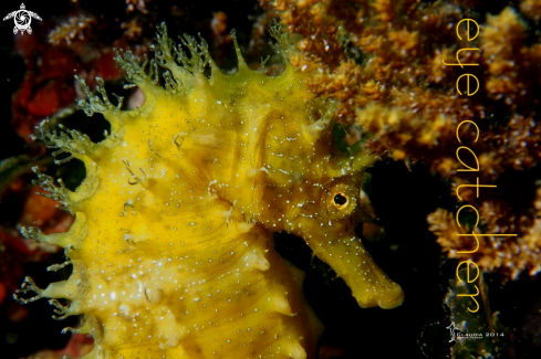 A thorny seahorse